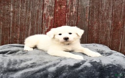 Great Pyrenees dogs for sale: Lilac - Image 2