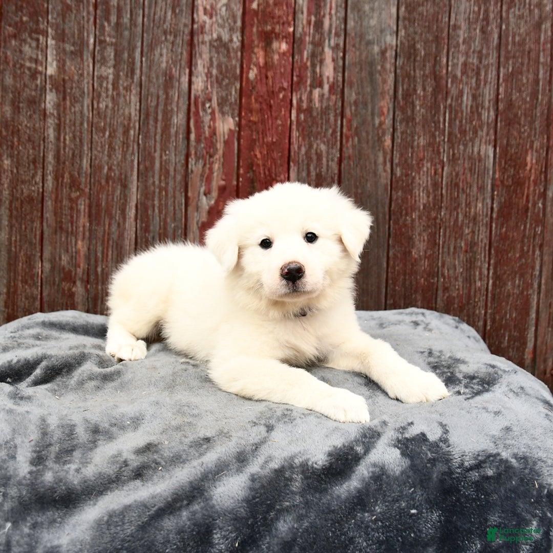 Great Pyrenees dogs for sale: Lilac - Image 2