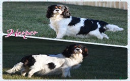 Cavalier King Charles Spaniel dogs for sale: Boomer - Image 9