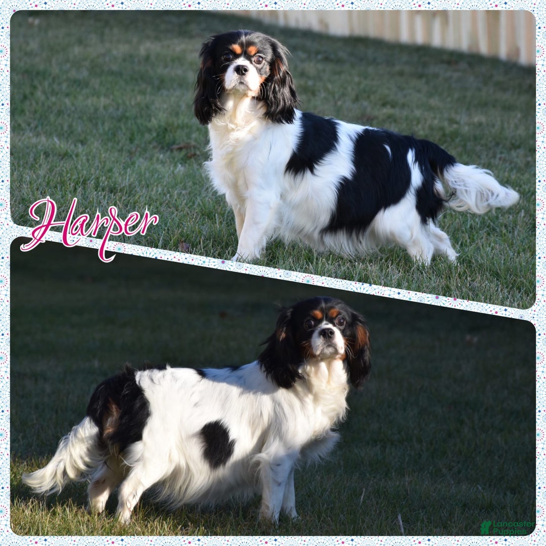 Cavalier King Charles Spaniel dogs for sale: Boomer - Image 9
