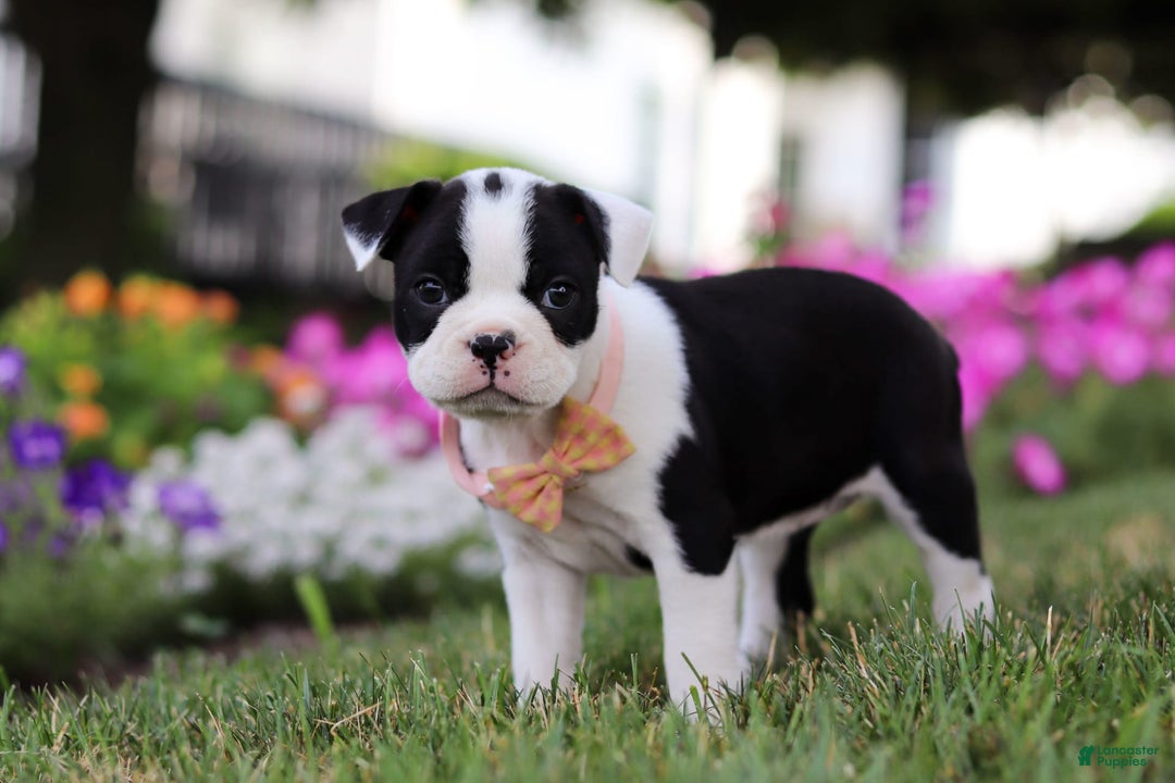 Boston Terrier dogs for sale: Sheila - Image 3
