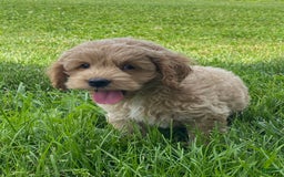 Cockapoo dogs for sale: Nero - Image 3