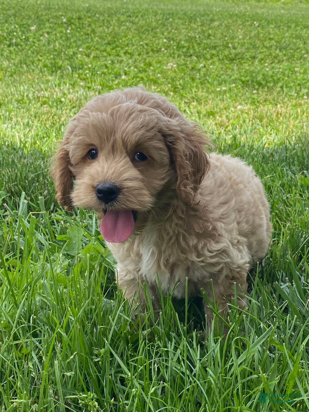 Cockapoo dogs for sale: Nero - Image 3