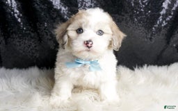 Maltipoo dogs for sale: Happy - Image 2