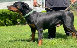 Rottweiler dogs for sale: Grace - Image 2
