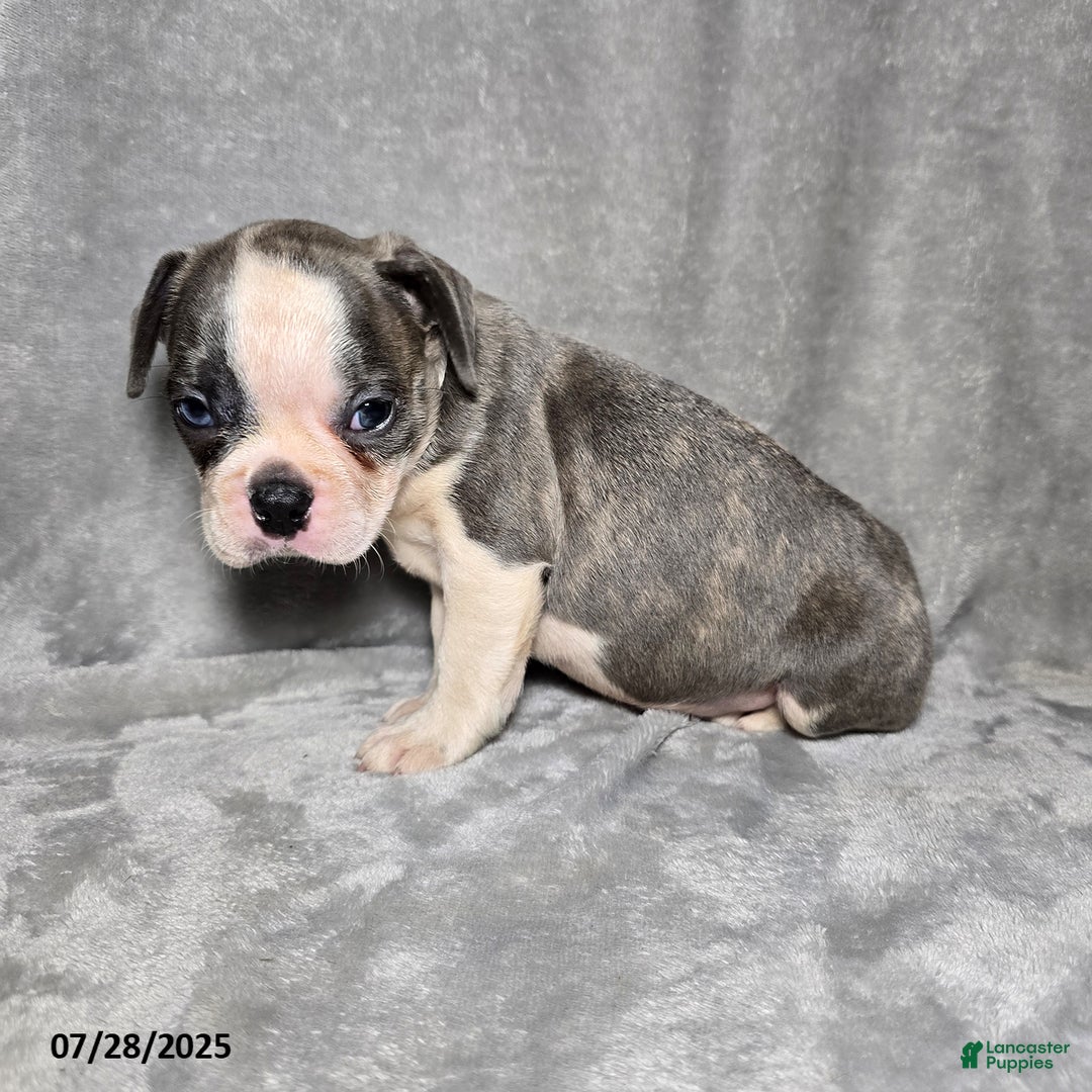 Frenchton dogs for sale: Tanner - Image 1