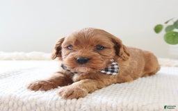 Cavapoo dogs for sale: Flash - Image 10
