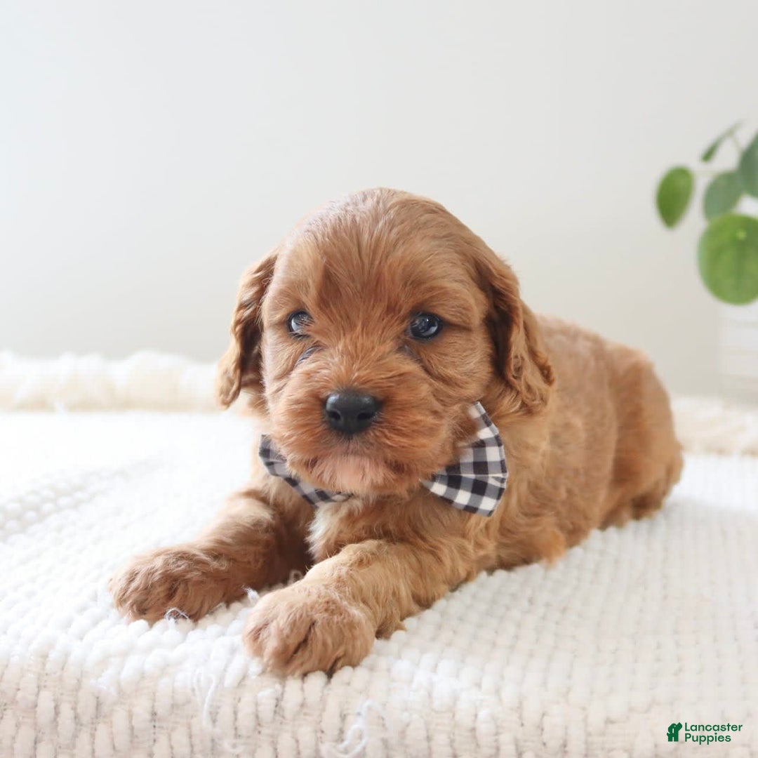 Cavapoo dogs for sale: Flash - Image 10