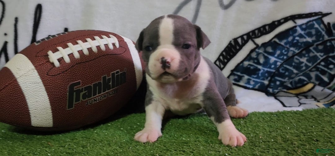 American Bully dogs for sale: Ashley - Image 2