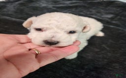Bichon Frise dogs for sale: Casper - Image 1