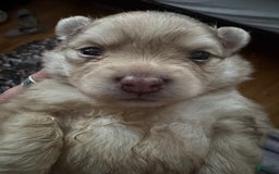 Pomeranian dogs for sale: Cookie Doe - Image 3