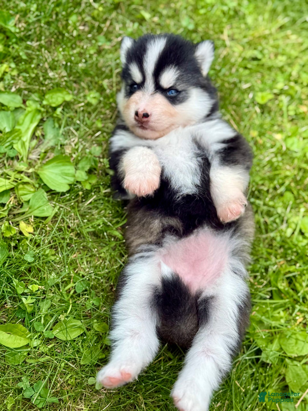 Pomsky dogs for sale: Iris - Image 10
