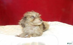 Aussiedoodle dogs for sale: COLOR - Image 5