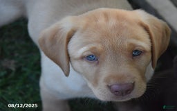 Labrador Retriever dogs for sale: Charlotte - Image 3