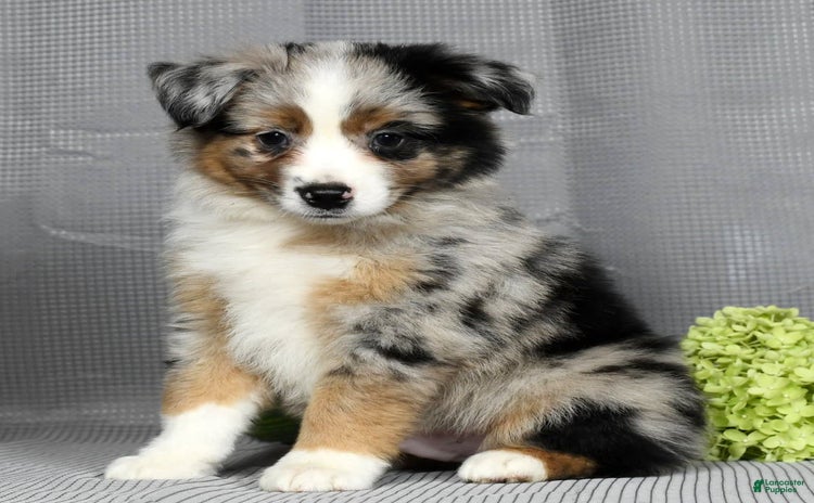 Miniature Australian Shepherd dogs for sale - Ad 2