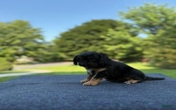 Cavalier King Charles Spaniel dogs for sale: Ryan - Image 4