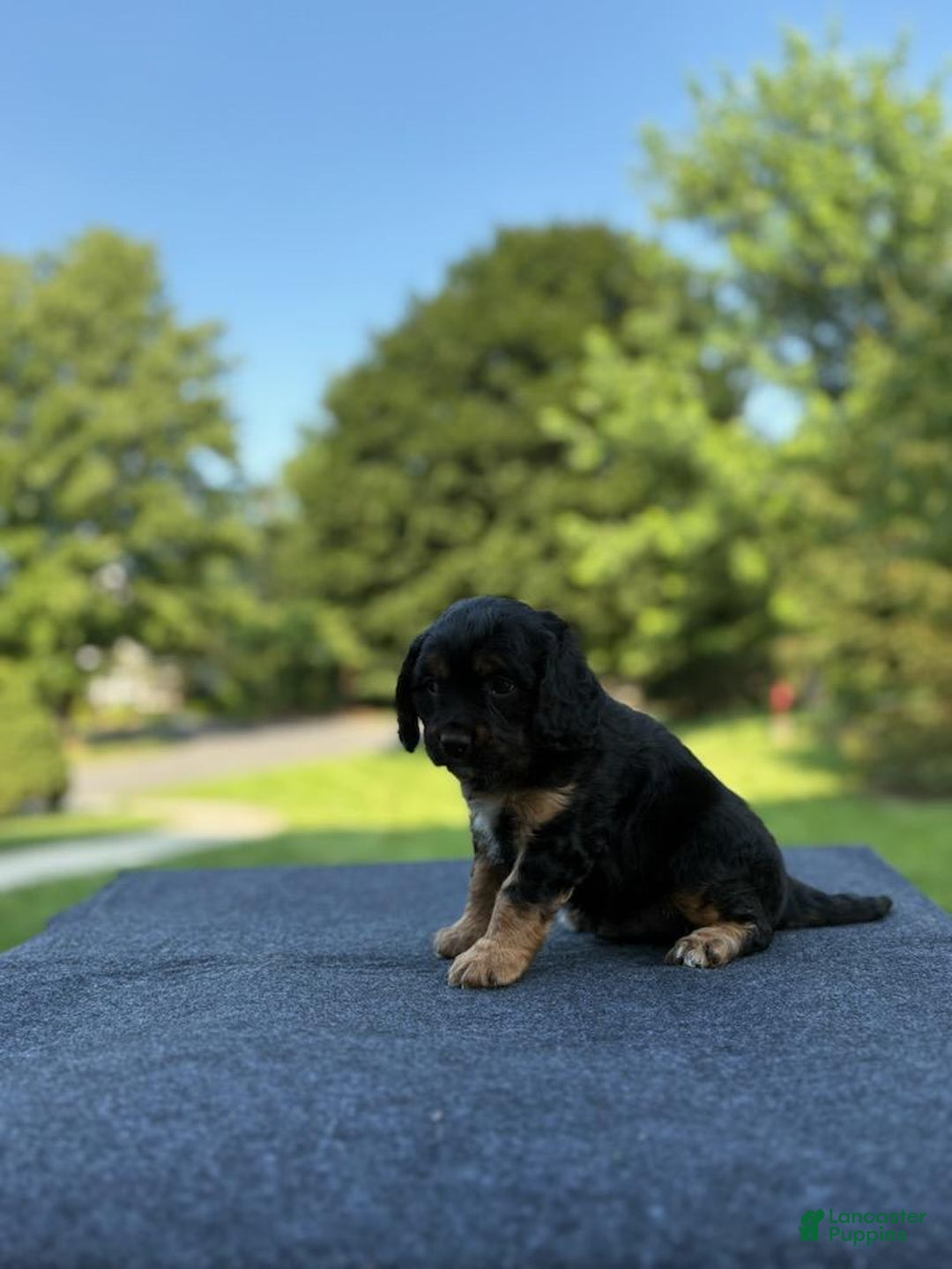 Cavalier King Charles Spaniel dogs for sale: Ryan - Image 4