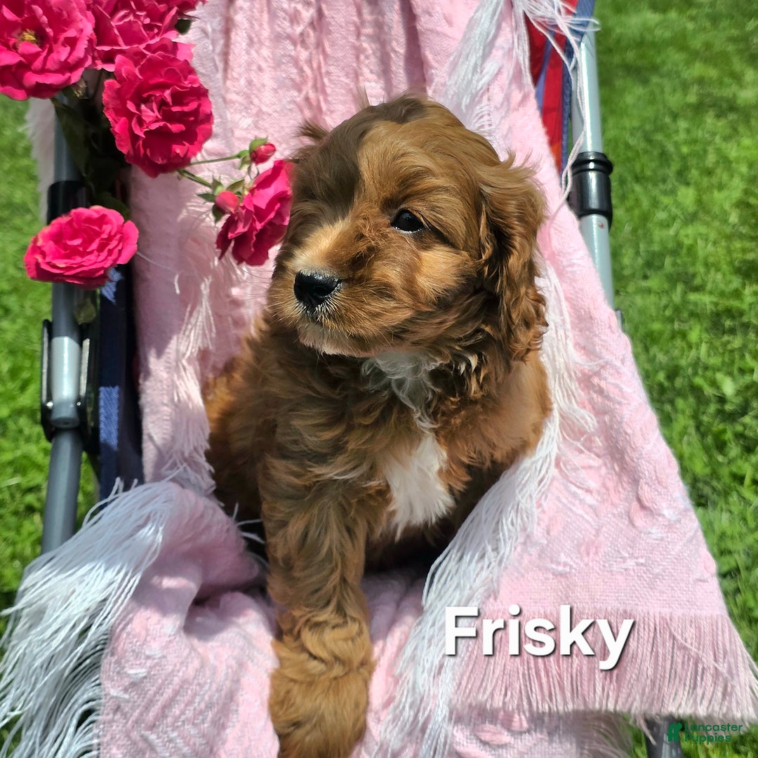 Cavapoo dogs for sale: Frisky - Image 1