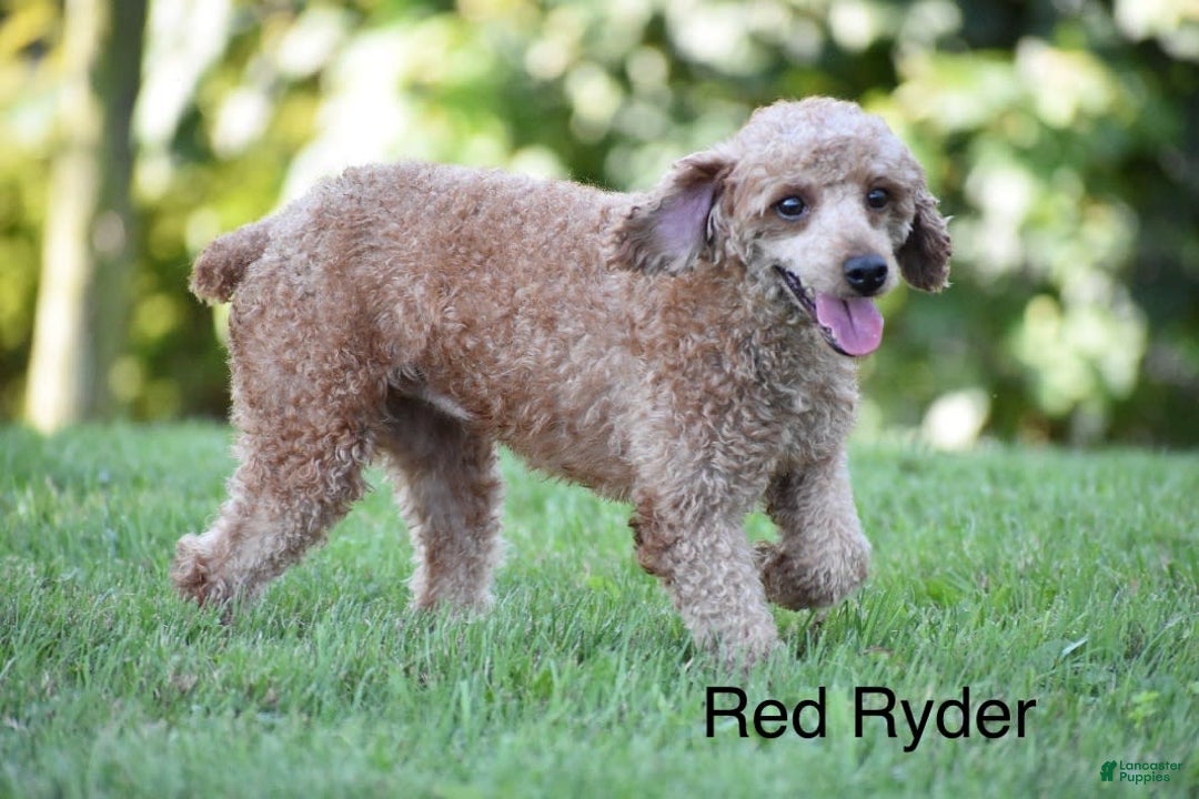 Cavapoo dogs for sale: Glory - Image 13