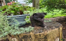 Pomeranian dogs for sale: Pebbles - Image 8