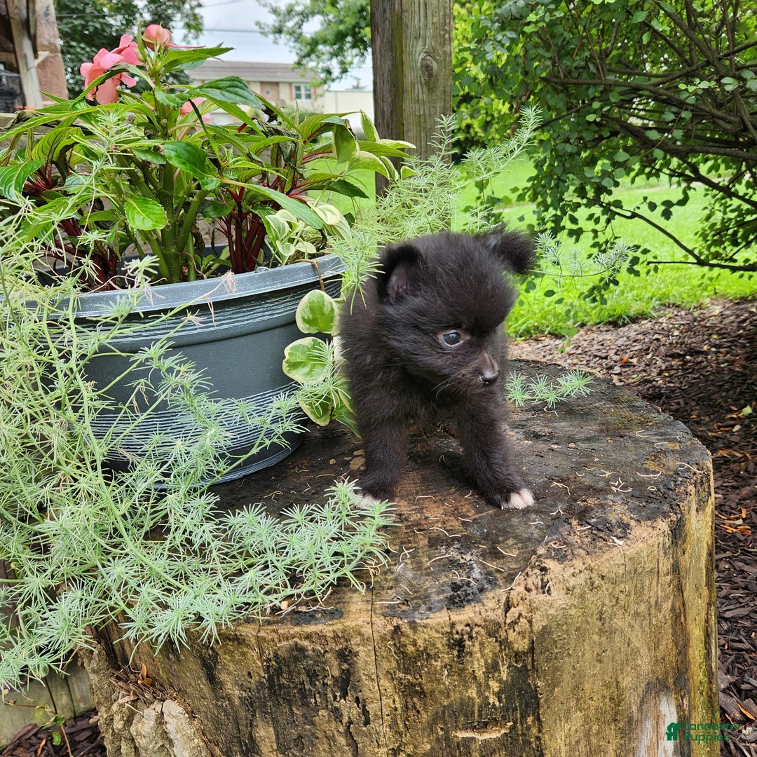 Pomeranian dogs for sale: Pebbles - Image 8