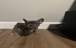 French Bulldog dogs for sale: Starlight - Image 1