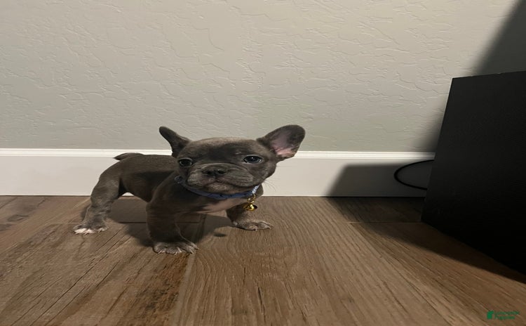 French Bulldog dogs for sale - Ad 1