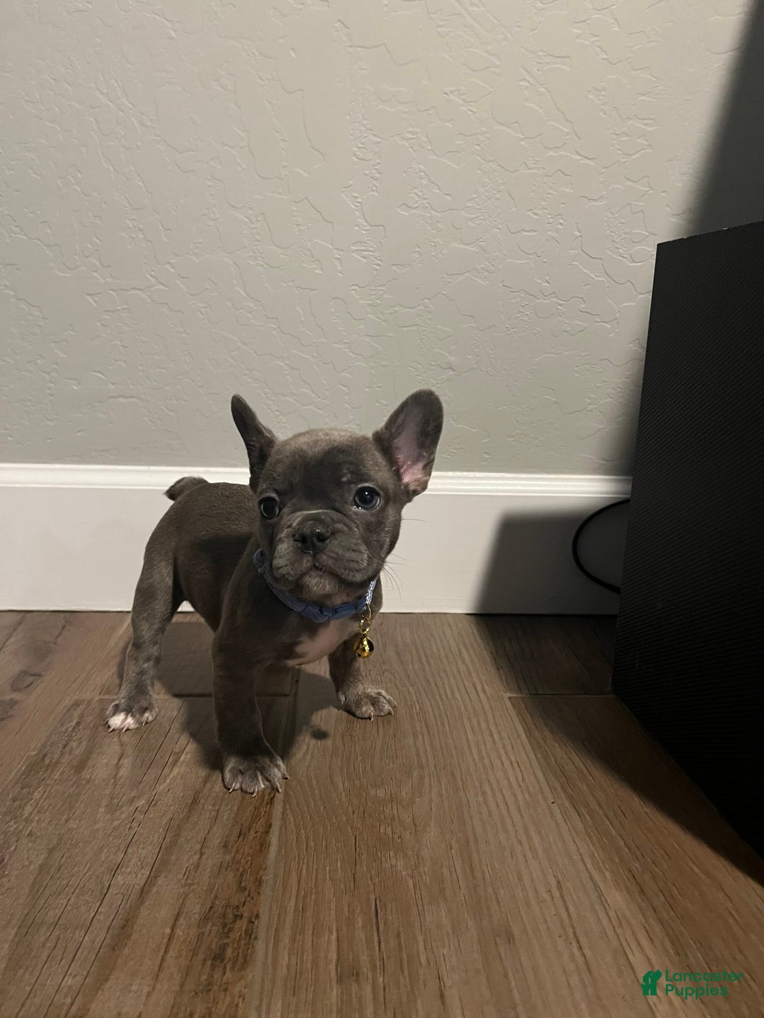 French Bulldog dogs for sale: Starlight - Image 1