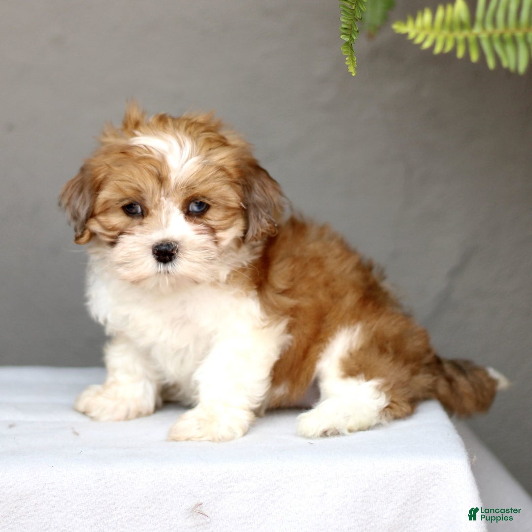 Shihpoo dogs for sale: Darla - Image 4