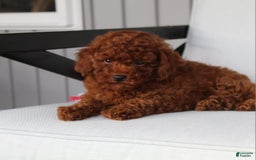 Toy Poodle dogs for sale: Elena - Image 6