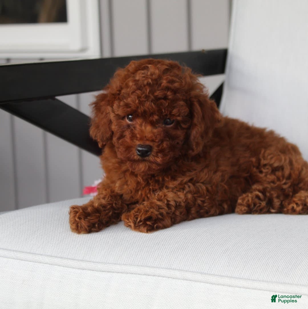 Toy Poodle dogs for sale: Elena - Image 6
