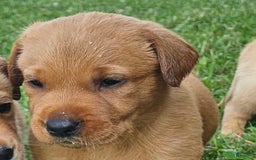 Labrador Retriever dogs for sale: Rusty - Image 1