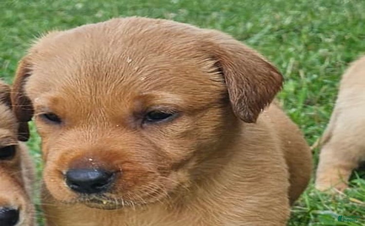 Labrador Retriever dogs for sale - Ad 1