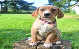 Golden Retriever dogs for sale: Sadie - Image 5