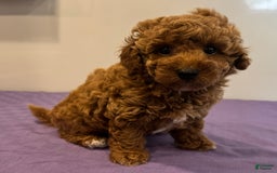 Mini Goldendoodle dogs for sale: Masyn - Image 2