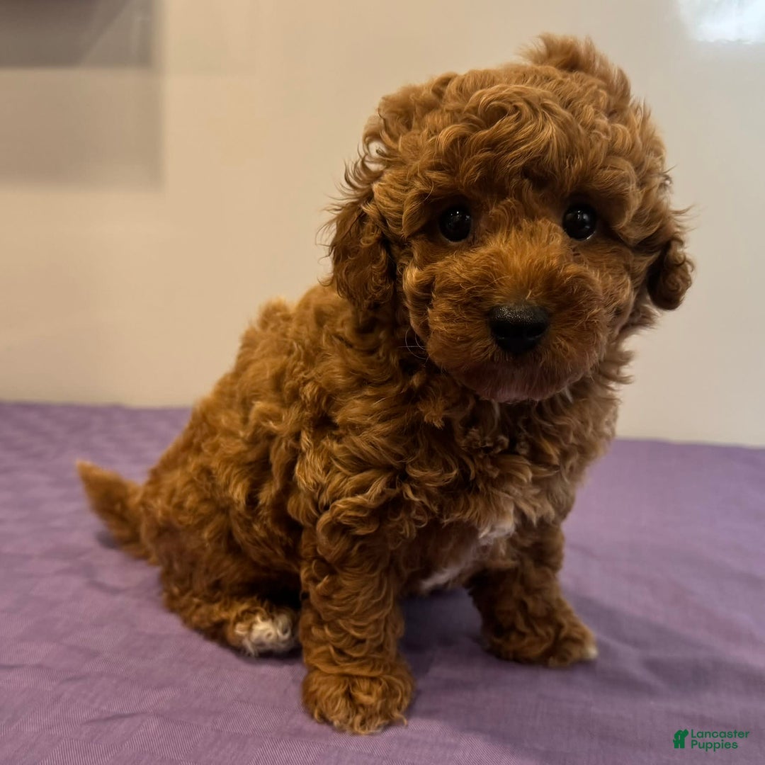 Mini Goldendoodle dogs for sale: Masyn - Image 2