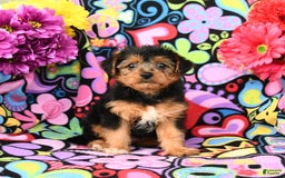 Yorkiepoo dogs for sale: Bandit - Image 2