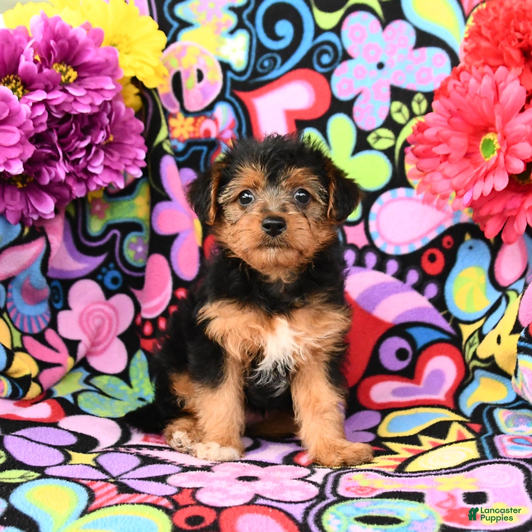 Yorkiepoo dogs for sale: Bandit - Image 2