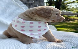 Labradoodle dogs for sale: Caramel - Image 9
