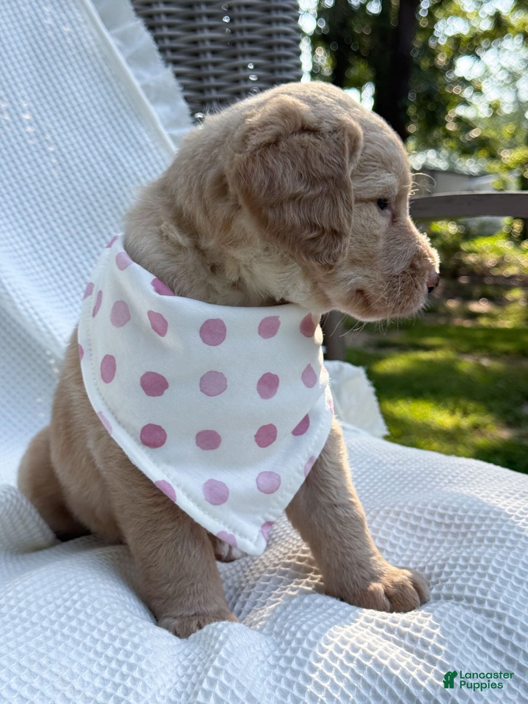 Labradoodle dogs for sale: Caramel - Image 9