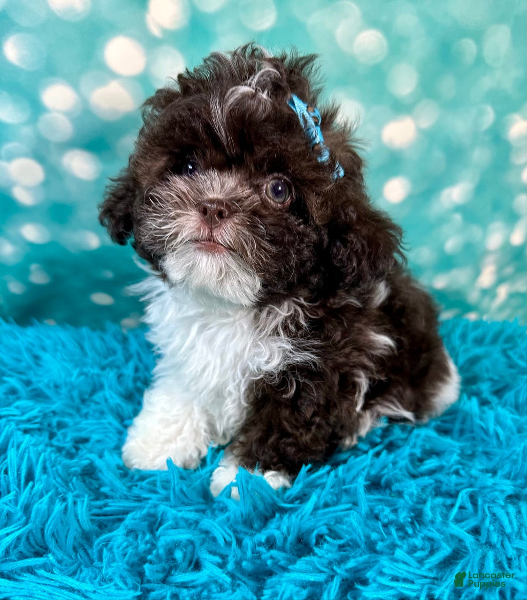 Shihpoo dogs for sale: Lil Alfie - Image 12