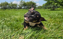 Olde English Bulldogge dogs for sale: George - Image 20