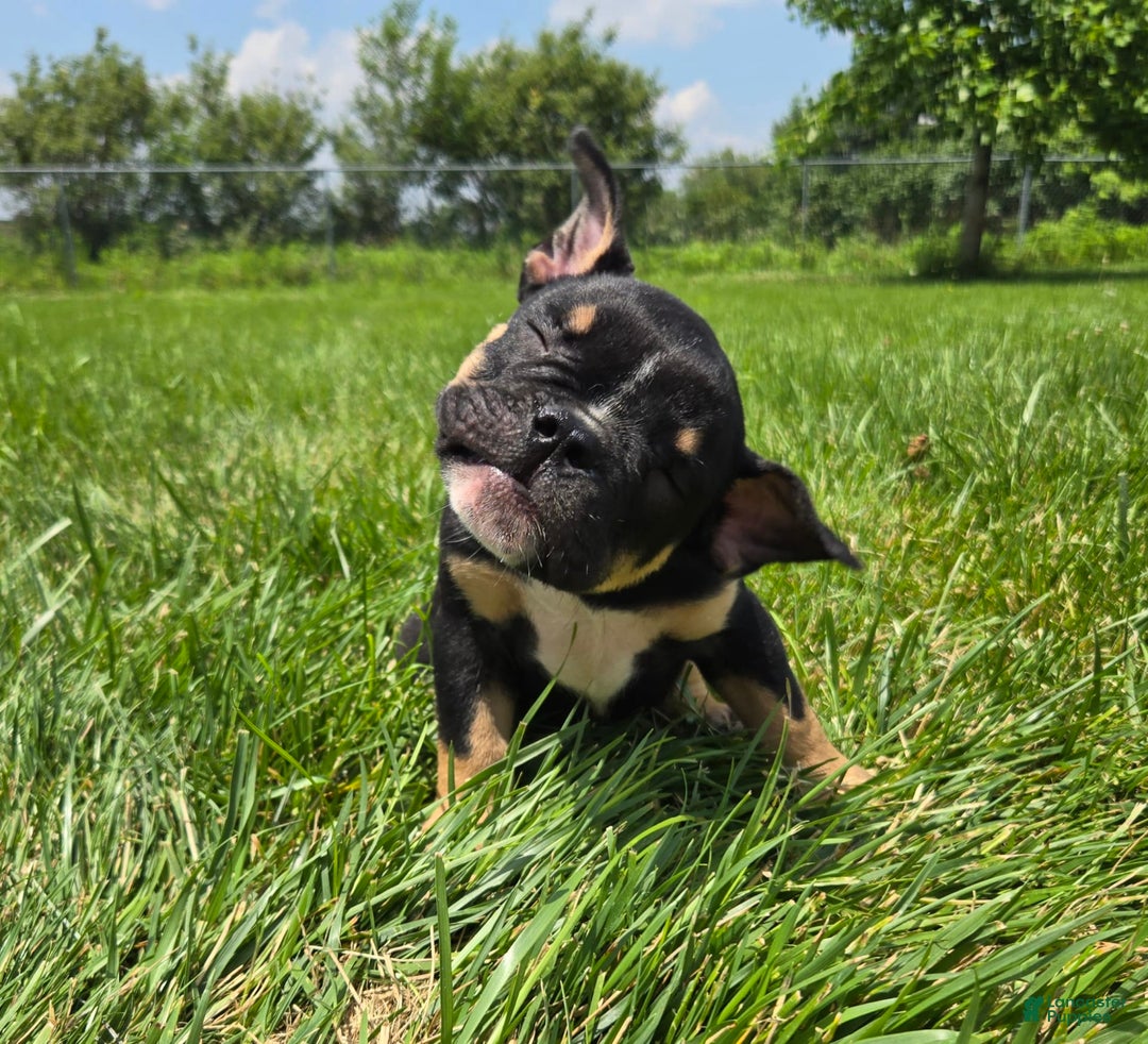 Olde English Bulldogge dogs for sale: George - Image 20