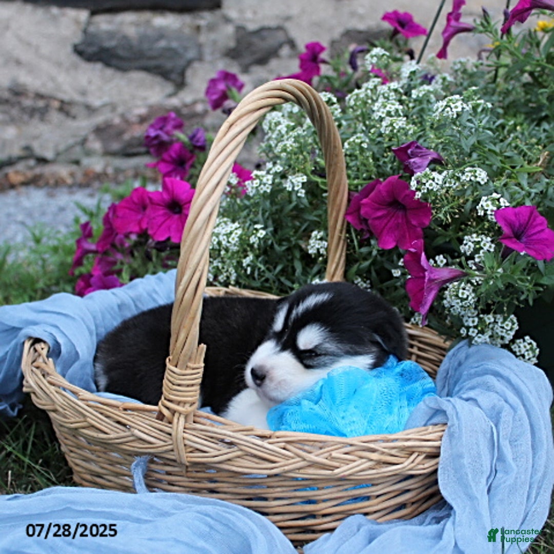 Alaskan Malamute dogs for sale: Lacey - Image 1