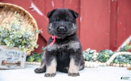 German Shepherd dogs for sale: Skipper - Image 3