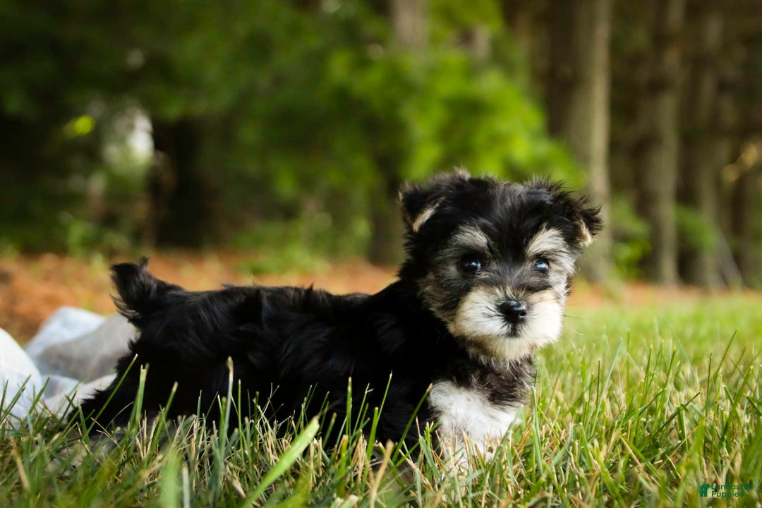 Morkie dogs for sale: Skipper - Image 3