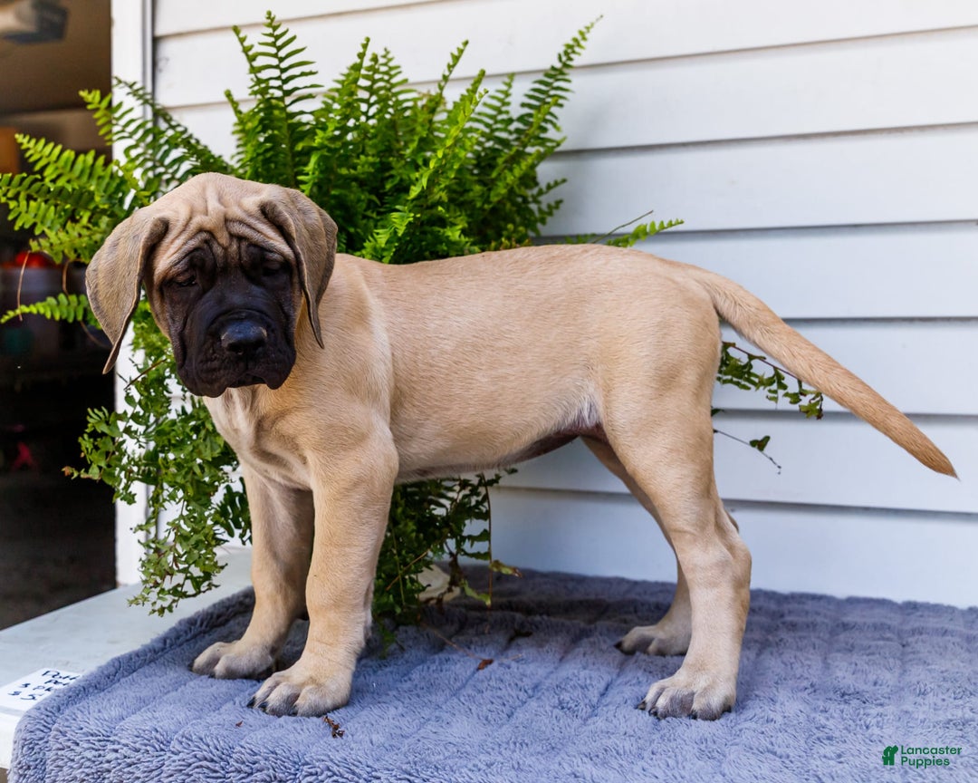 English Mastiff dogs for sale: Hazel - Image 14