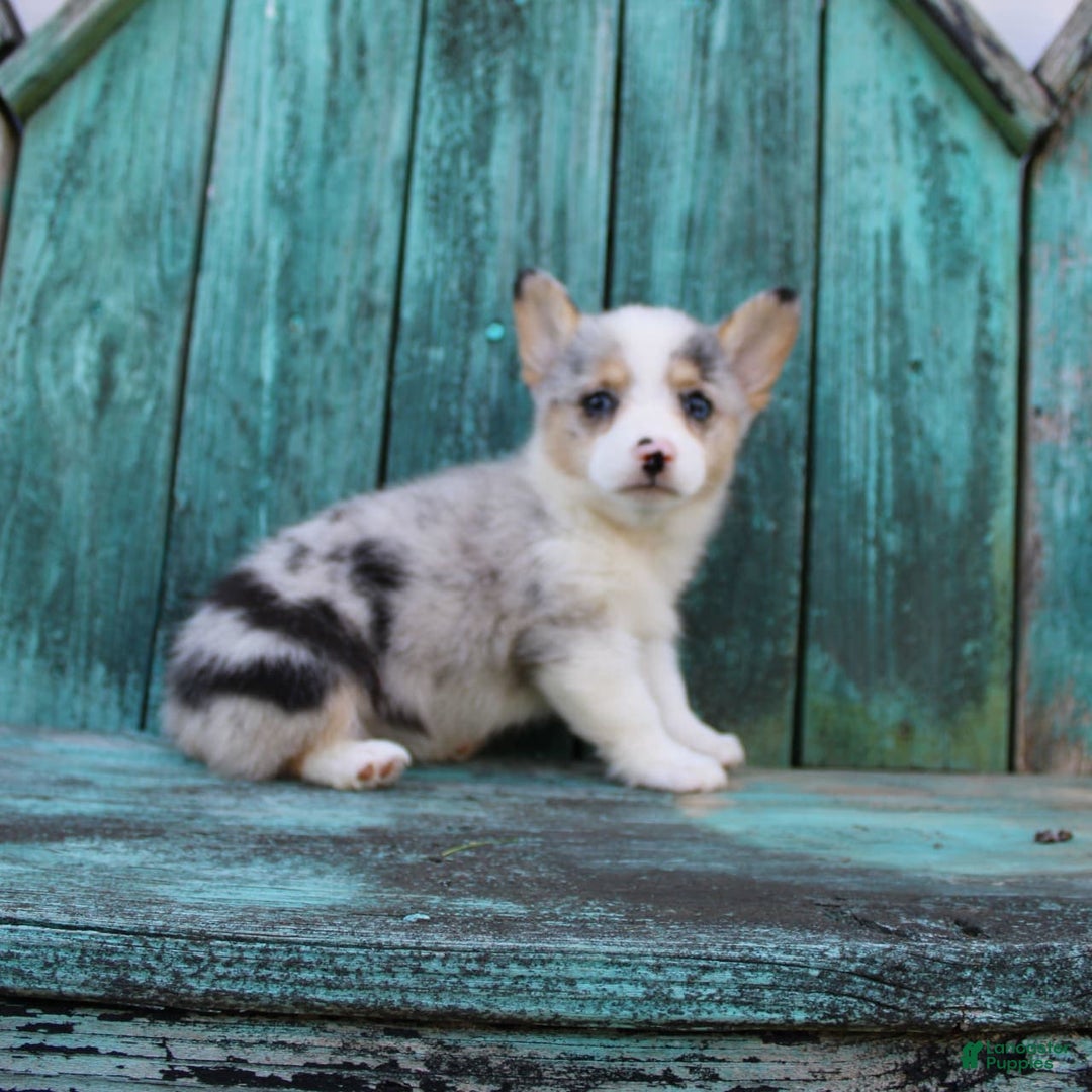 Welsh Corgi Pembroke dogs for sale: Lexi - Image 1