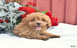 Cockapoo dogs for sale: Karter - Image 5