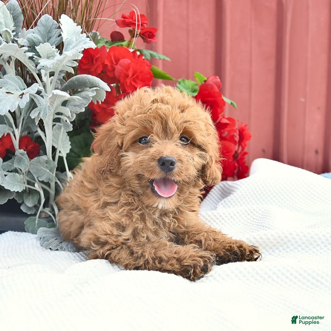 Cockapoo dogs for sale: Karter - Image 5